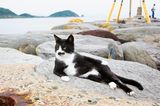 Comedy Pet Photo Award 2021: Katze liegt auf Steinen