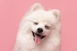 Comedy Pet Photo Award 2021: Hund mit Zunge raus