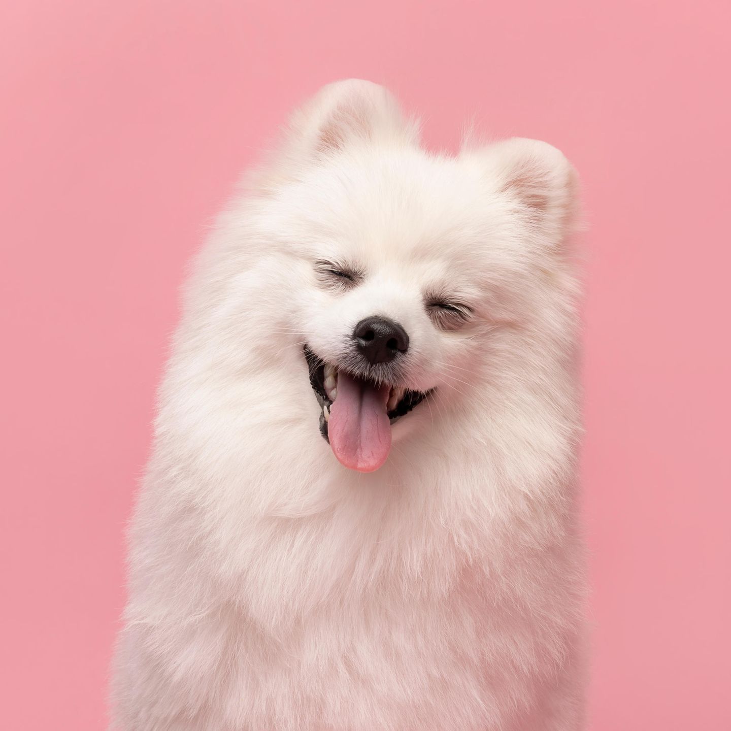 Comedy Pet Photo Award 2021: Hund mit Zunge raus