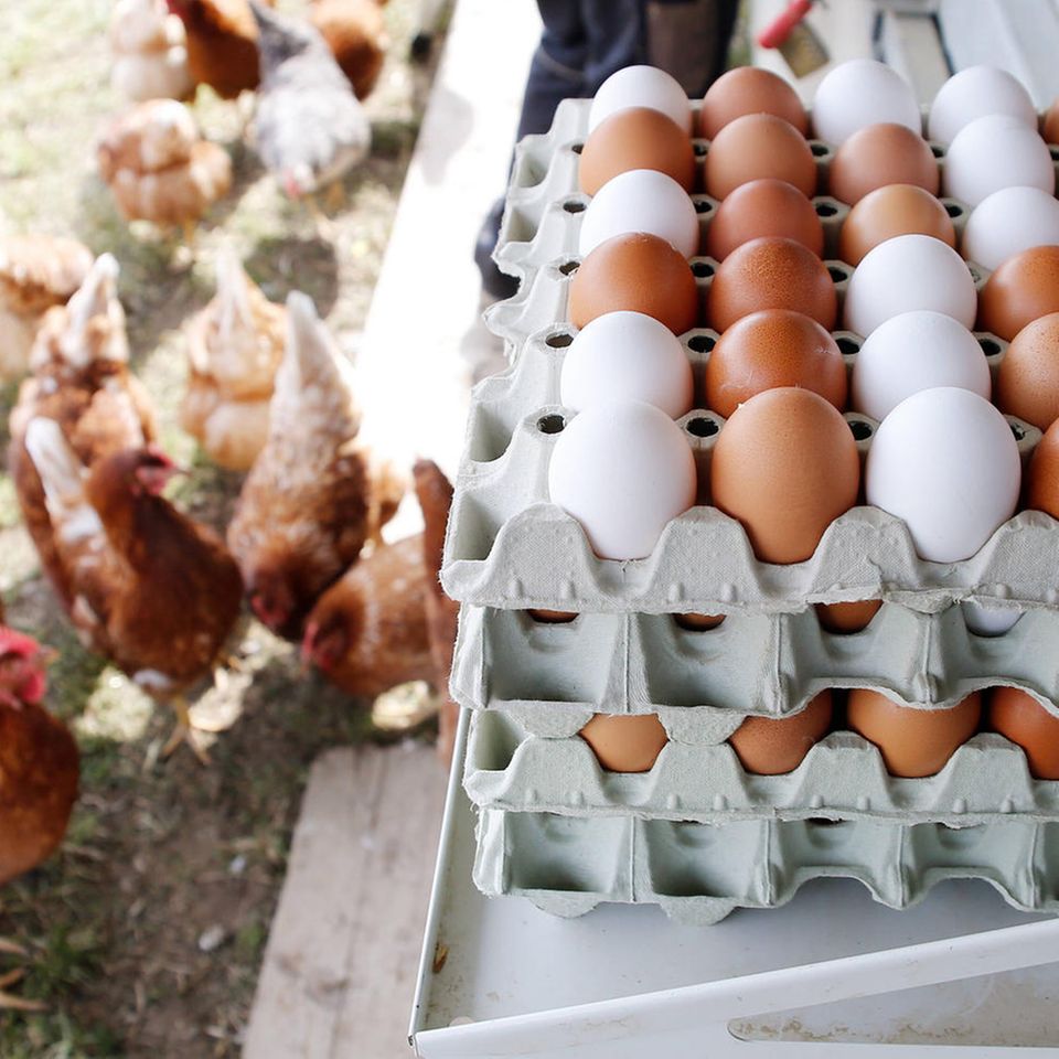 Freilandeier: Freilandhühner neben Eiern auf einer Wiese
