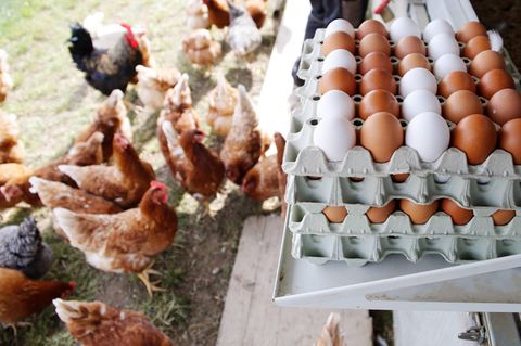 Freilandeier: Freilandhühner neben Eiern auf einer Wiese