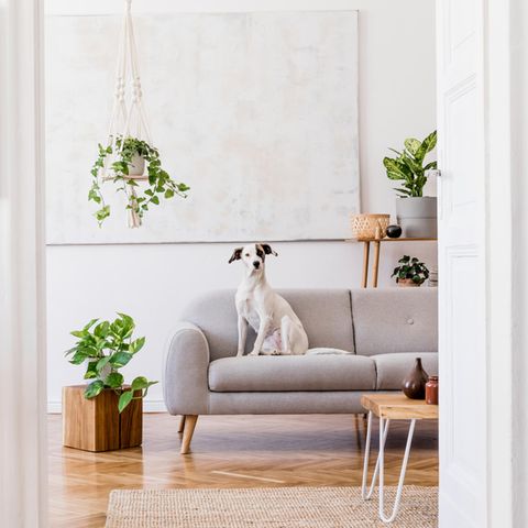 Hund im Wohnzimmer: Was dein Einrichtungsstil über deinen Charakter verrät