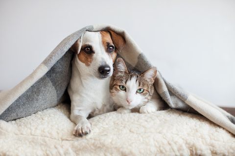 Hund und Katze unter eine Decke: Das verrät dein Lieblingstier über dich