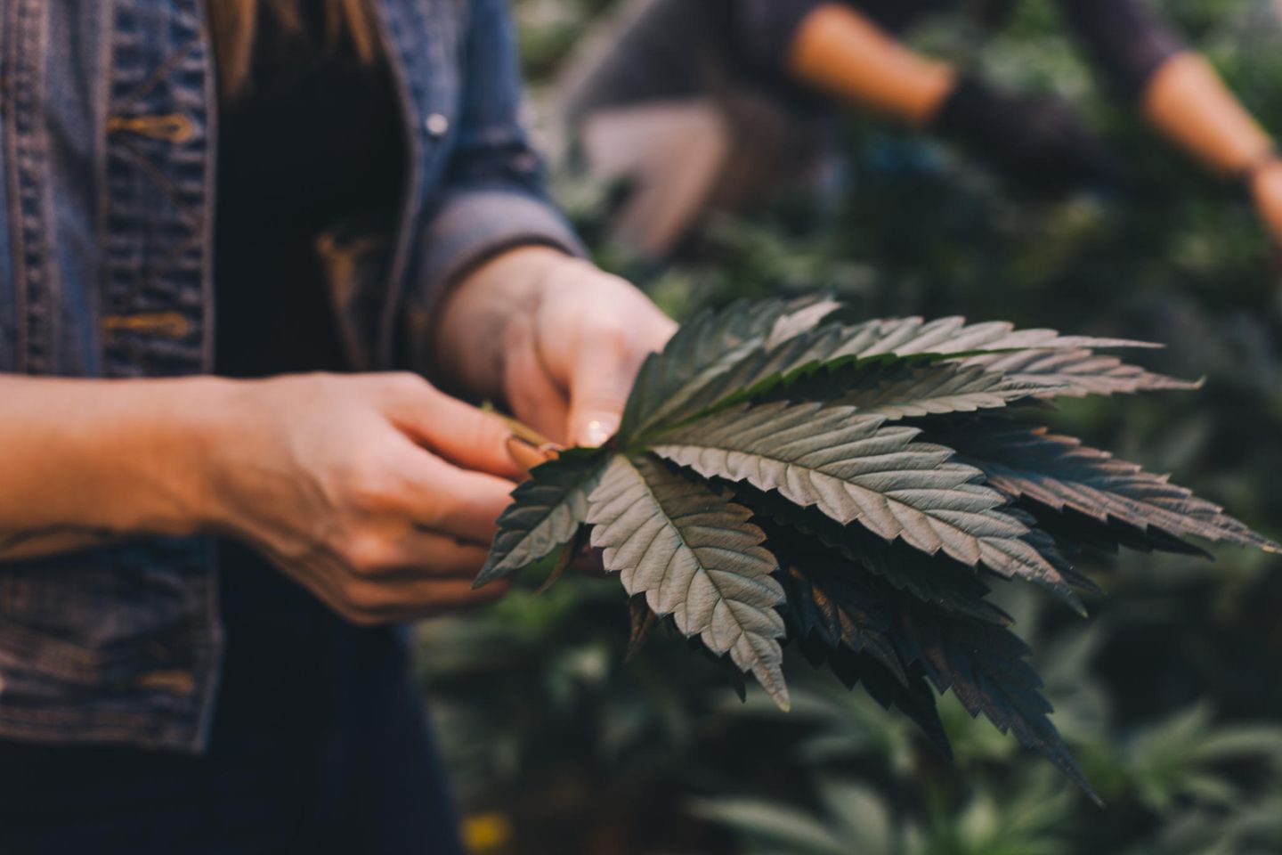 Kontrollierter Verkauf: Ampelparteien einigen sich auf Legalisierung von Cannabis