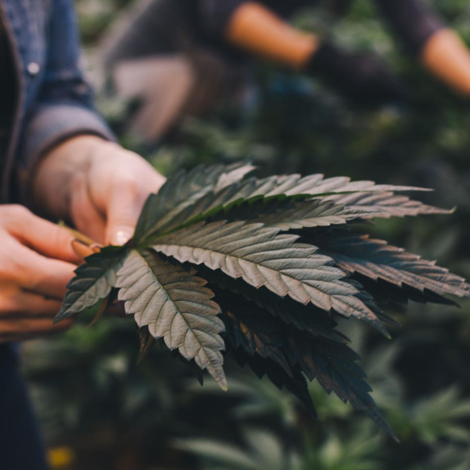 Kontrollierter Verkauf: Ampelparteien einigen sich auf Legalisierung von Cannabis