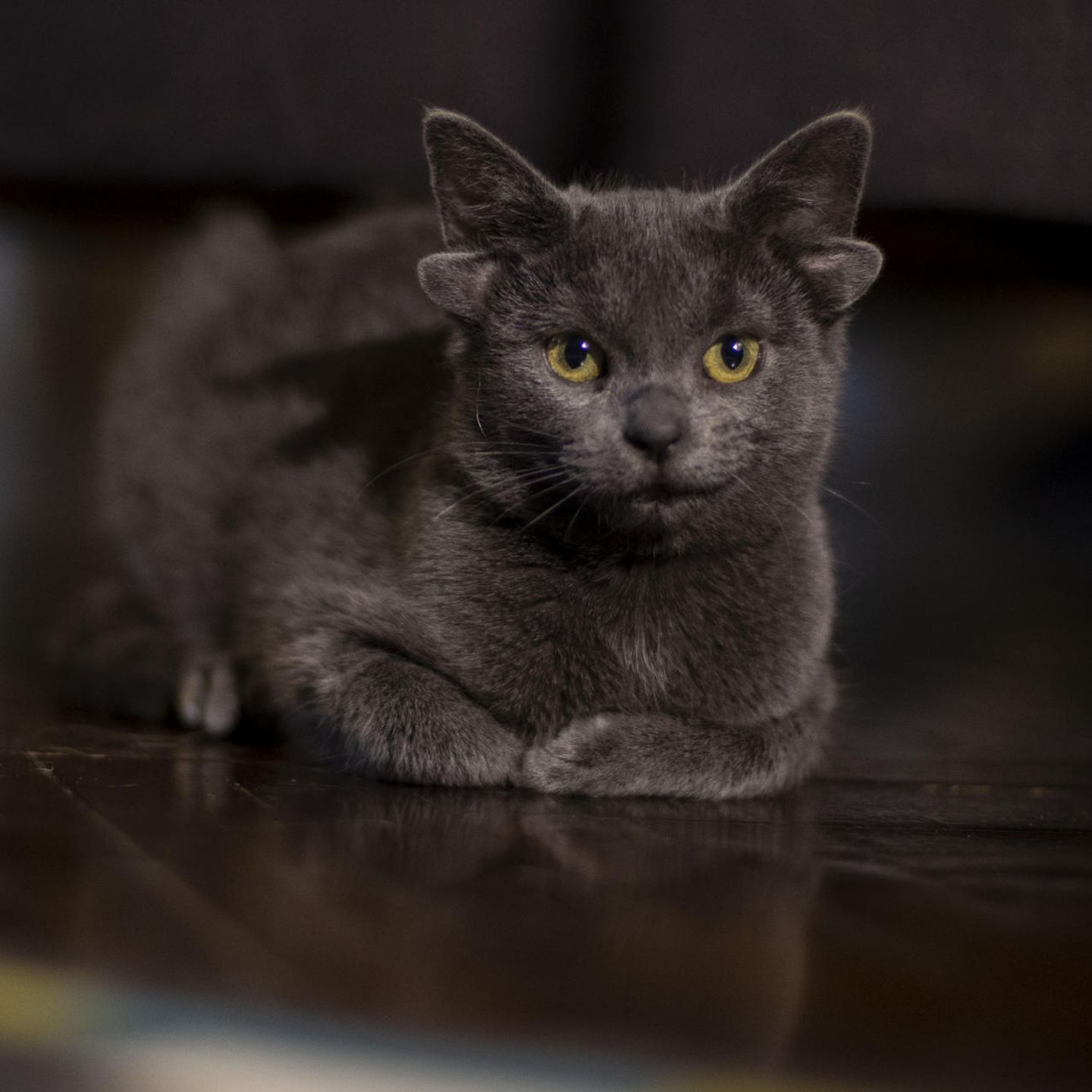 Bilder der Woche: Katzenbaby mit vier Ohren