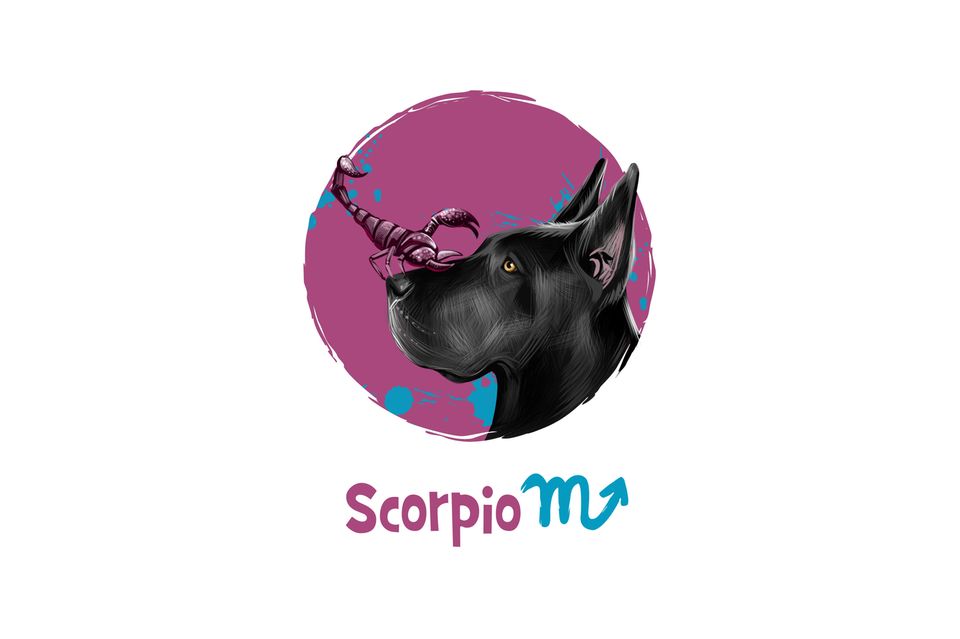 Hunde-Horoskop: Skorpion