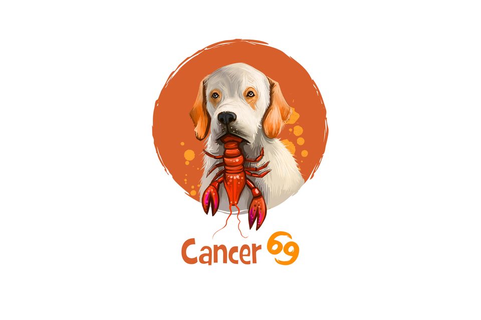 Hunde-Horoskop: Krebs
