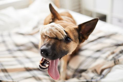 Haustierliebe: Hund hält sich Pfote vors Auge