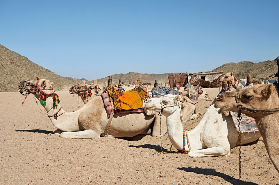 Trans-Reisen: Eine Gruppe von Kamelen liegt im Wüstensand. Sie tragen bunte Decken, Sättel und Halfter