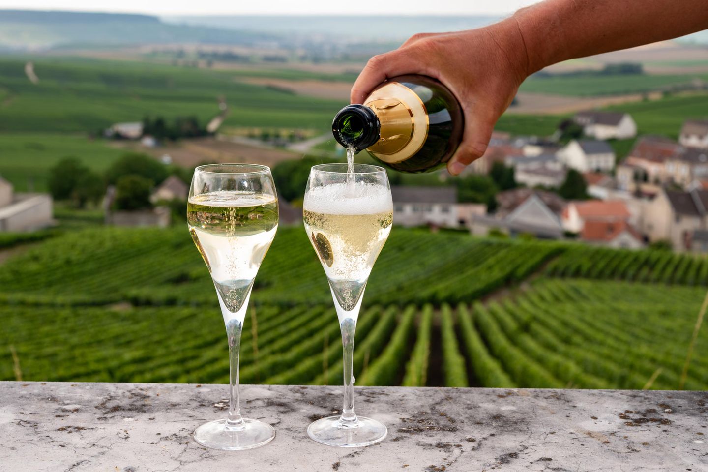 Champagne: Weinhänge mit grünen Weinpflanzen und bläulich-gräulichem Himmel. Im Vordergrund ist ein grauer Metallzaun zu sehen