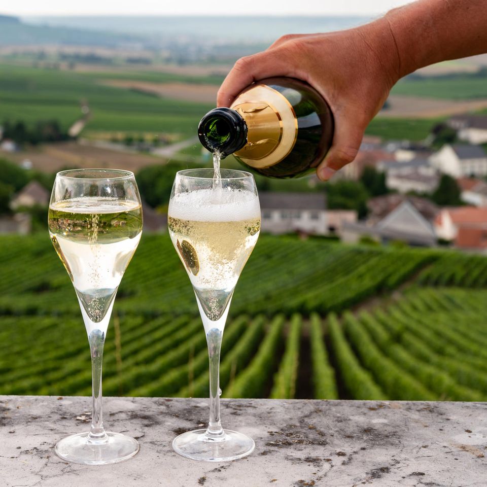 Champagne: Weinhänge mit grünen Weinpflanzen und bläulich-gräulichem Himmel. Im Vordergrund ist ein grauer Metallzaun zu sehen