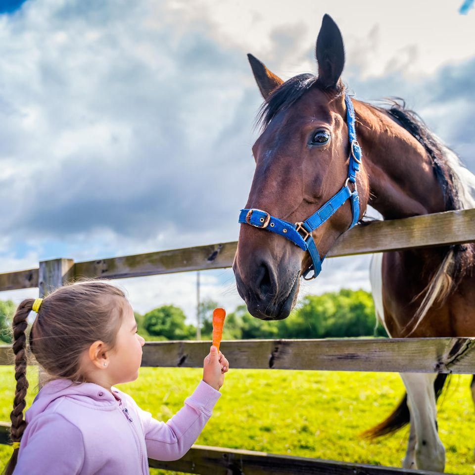 Nachhaltige Haustiere: Kleines Mädchen füttert Pferd mit einer Möhre