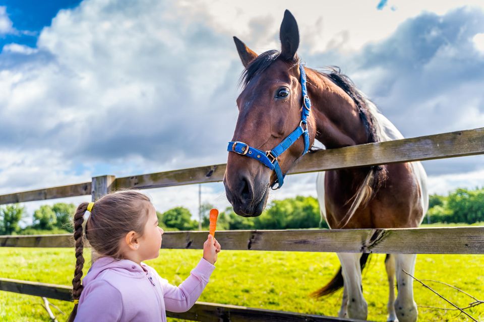 Nachhaltige Haustiere: Kleines Mädchen füttert Pferd mit einer Möhre