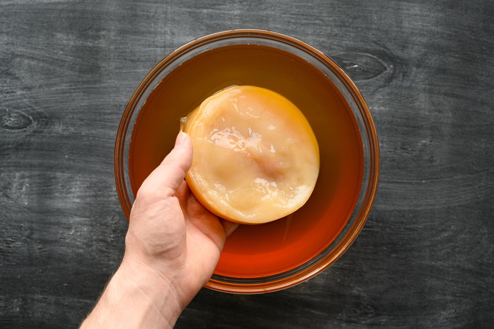 Kombucha-Pilz Kombucha-Pilz