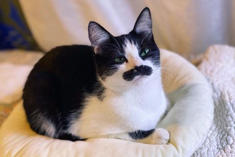 Katze sieht aus wie Freddie Mercury
