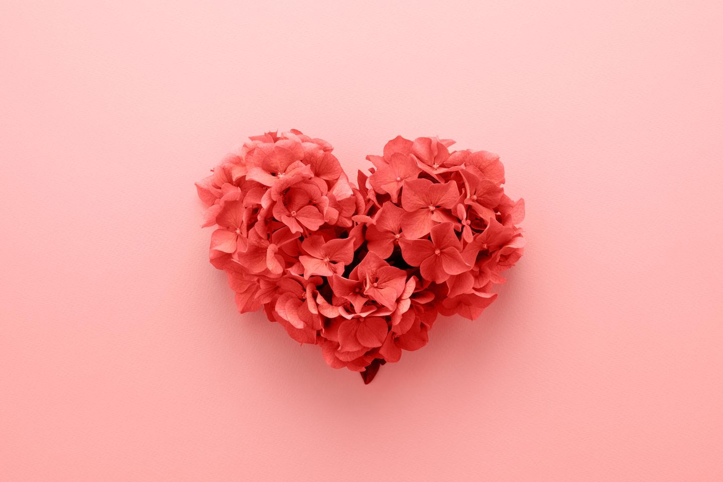 Farbe der Liebe: Rotes Herz aus Blüten vor rosa Hintergrund