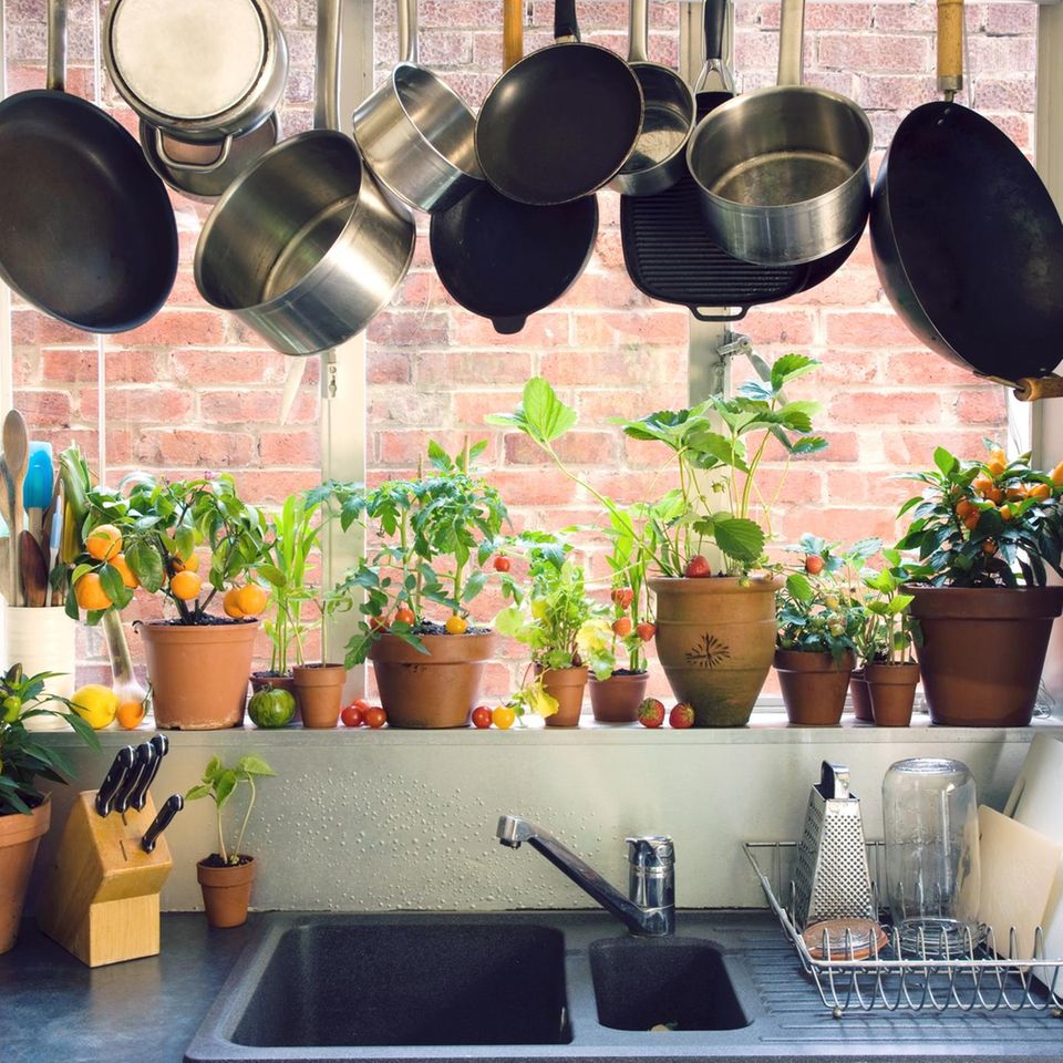 Ein Küchen-Fensterbrett mit einigen Pflanzen & Gemüsesorten in Töpfen.