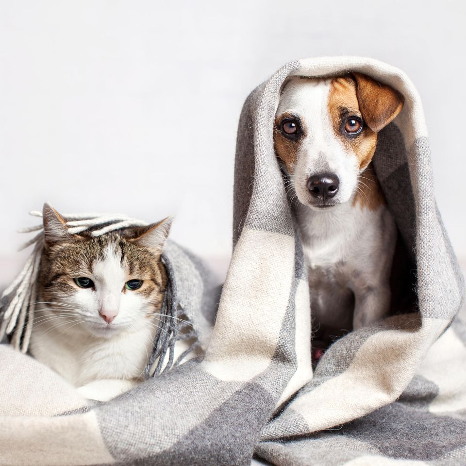 Katze und Hund unter der Decke | Winterblues: Tipps gegen schlechte Stimmung in der dunklen Jahreszeit