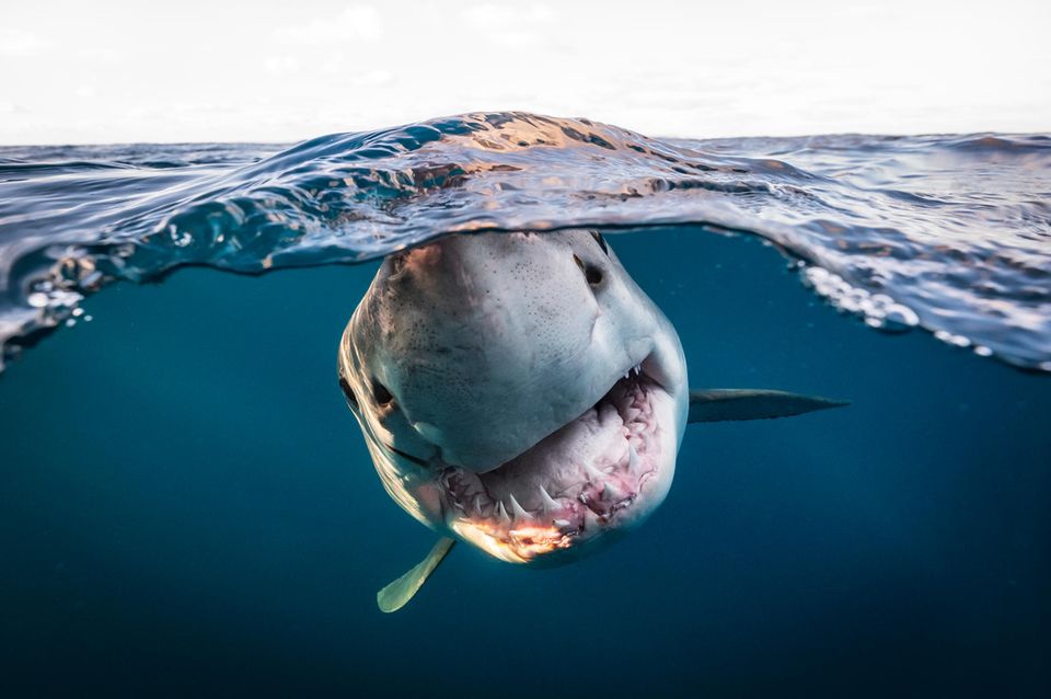 Unterwasserfotografie 2022: Hai zeigt Zähne