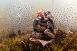 Unterwasserfotografie Awards 2022: Kröten unter Wasser