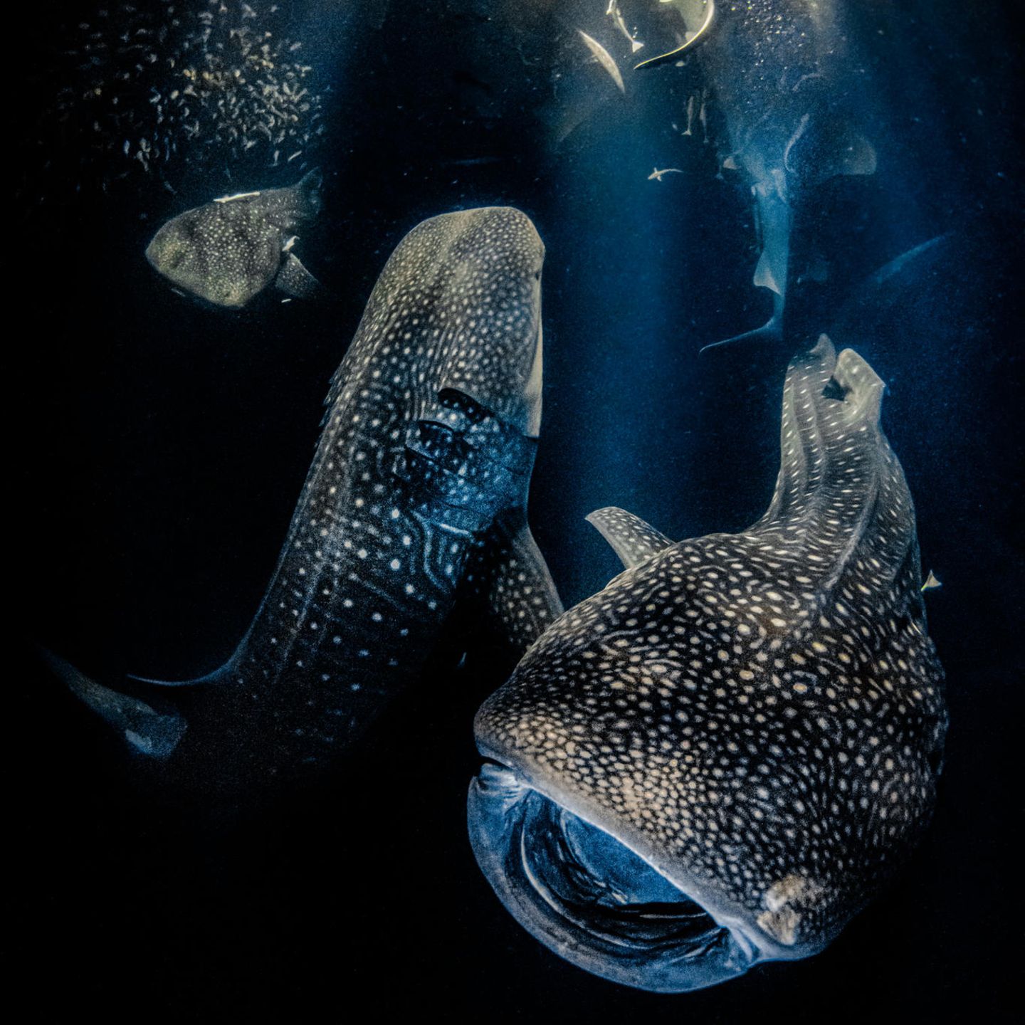 Unterwasserfotografie Awards 2022: Walhaie unter Wasser