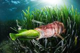 Unterwasserfotografie Awards 2022: Wolfsbarsch frisst grünen Lippfisch