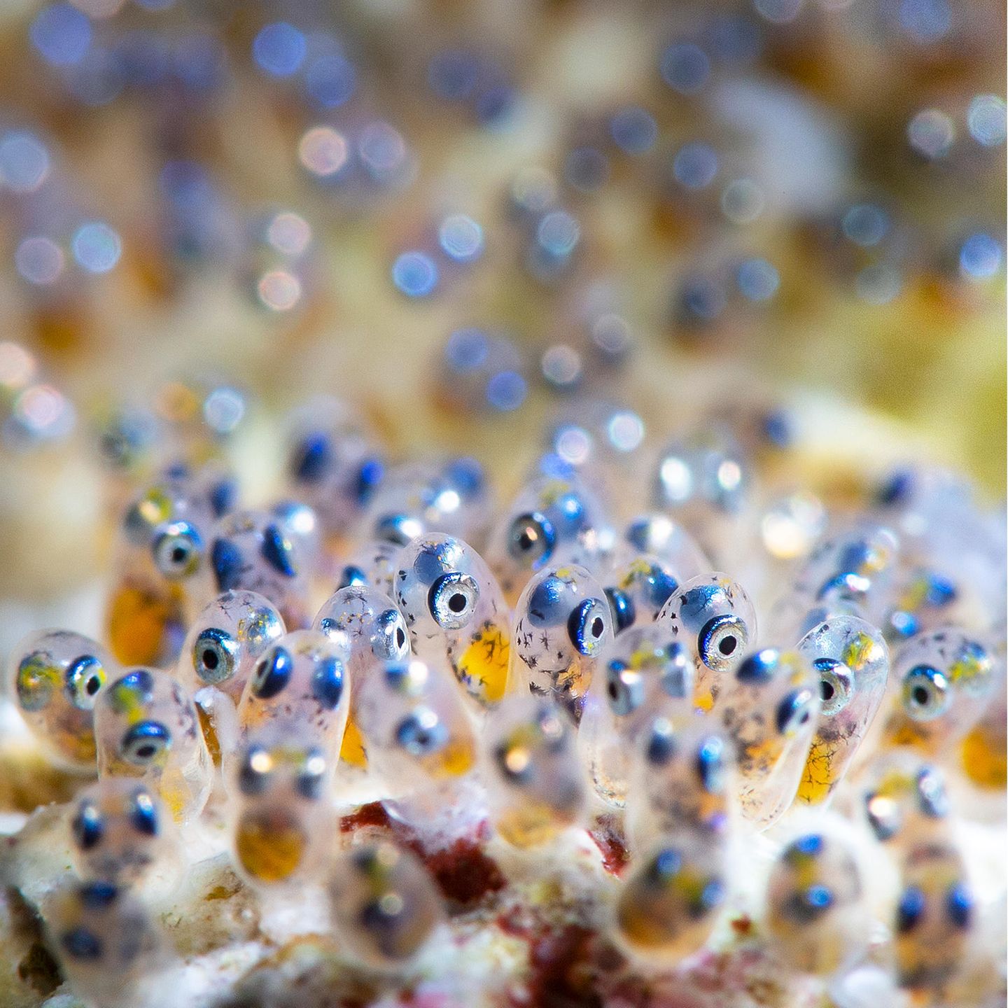 Unterwasserfotografie Awards 2022: Anemonenfischembryos
