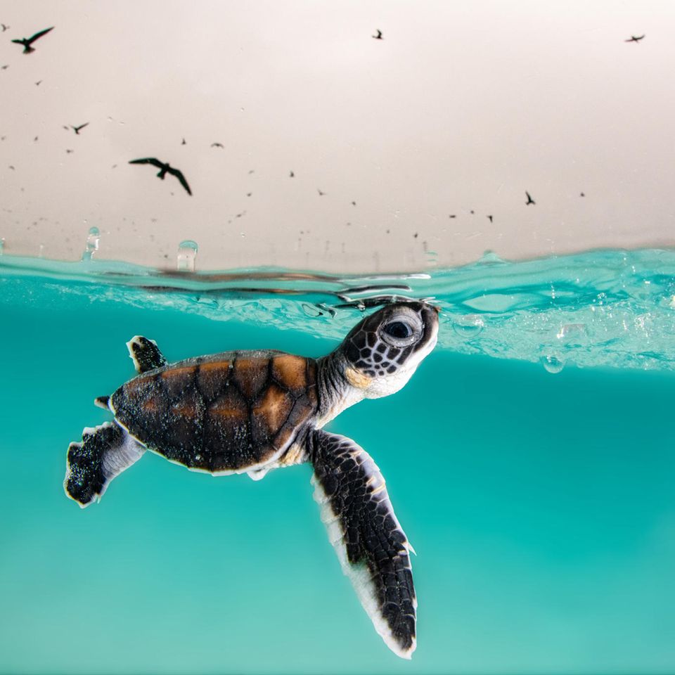Unterwasserfotografie Awards 2022: kleine Schildkröte