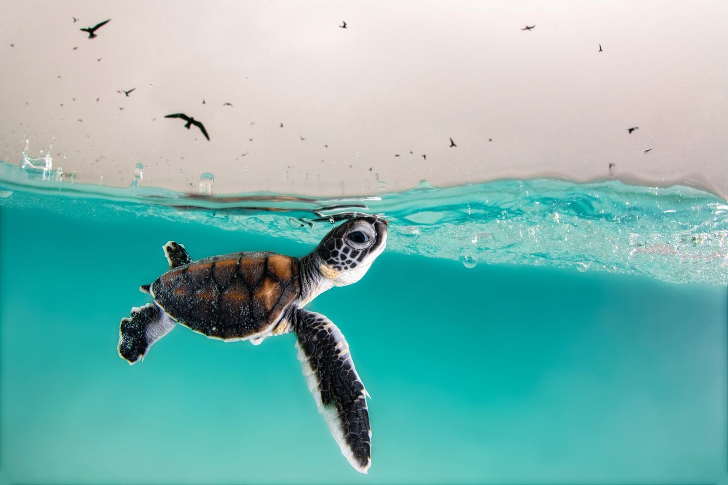 Unterwasserfotografie Awards 2022: kleine Schildkröte