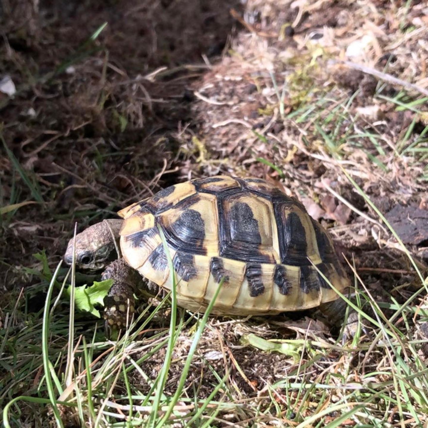 Liebe-dein-Haustier-Tag: Schildkröte im Gras