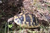 Liebe-dein-Haustier-Tag: Schildkröte im Gras