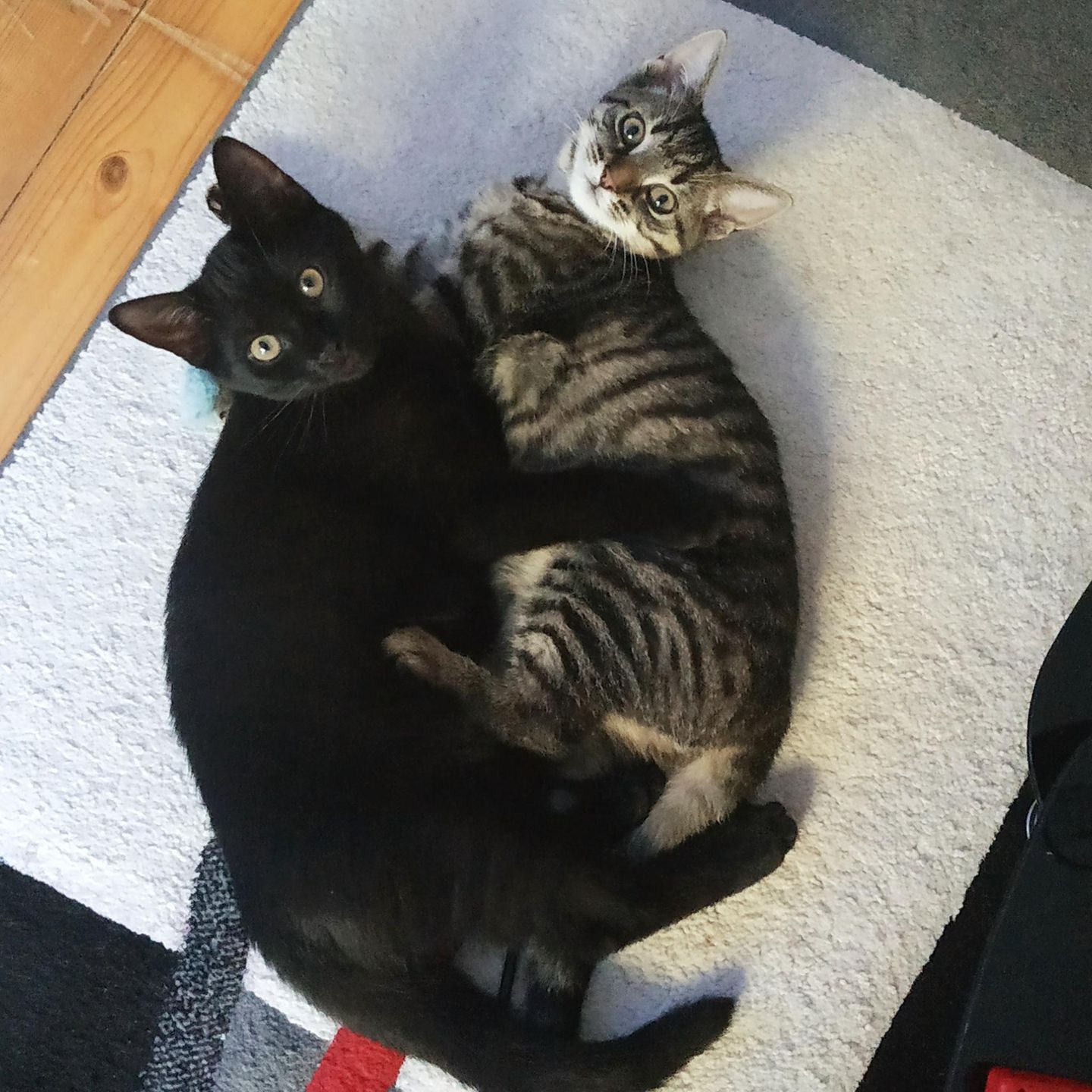 Liebe-dein-Haustier-Tag: Zwei Katzen