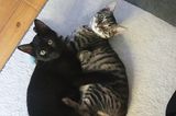 Liebe-dein-Haustier-Tag: Zwei Katzen
