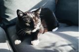 Liebe-dien-Haustier-Tag: Schwarze Katze auf Sofa