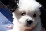 Liebe-dein-Haustier-Tag: Kleiner weißer Hund