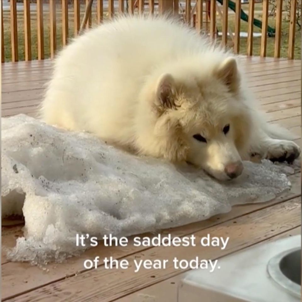 Schlittenhund verabschiedet sich vom letzten Schnee