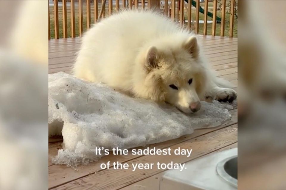 Schlittenhund verabschiedet sich vom letzten Schnee