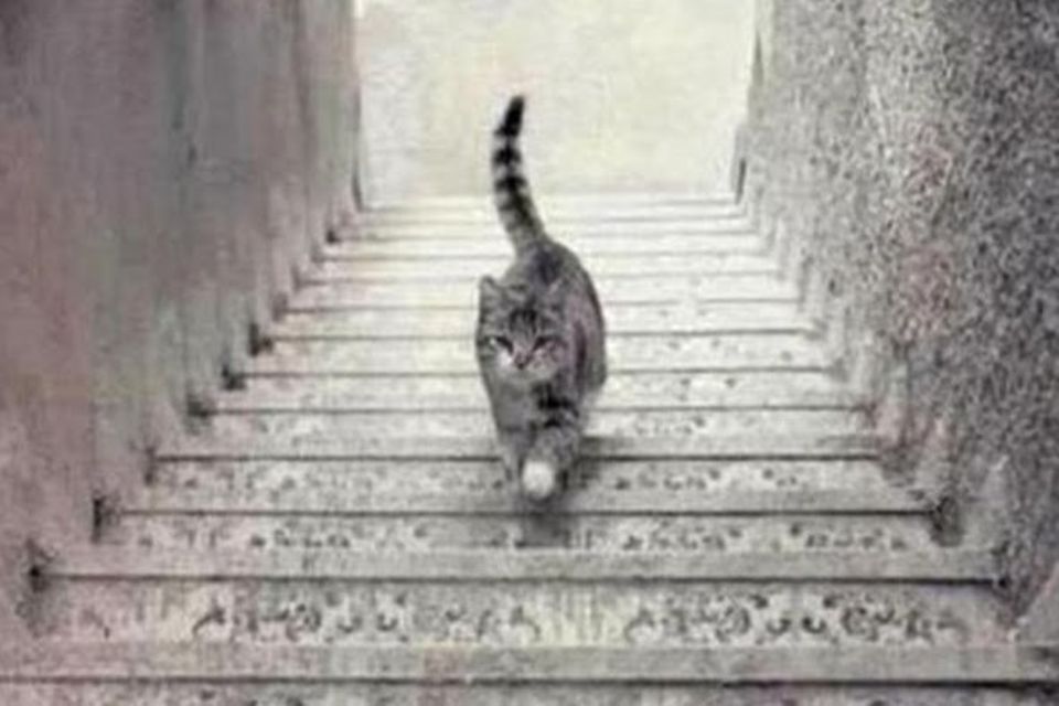 Optische Illusion mit Katze