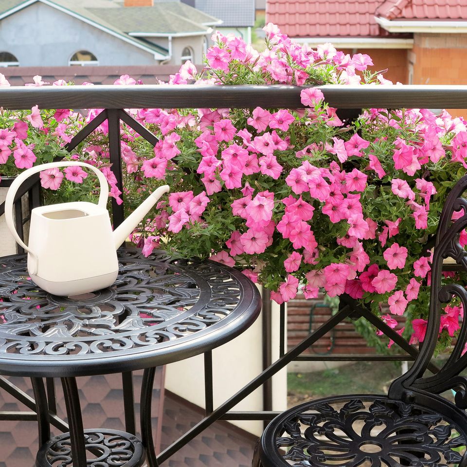 Hallo Frühling!: Die Top 20 der Balkonblumen – für Sonne & Schatten