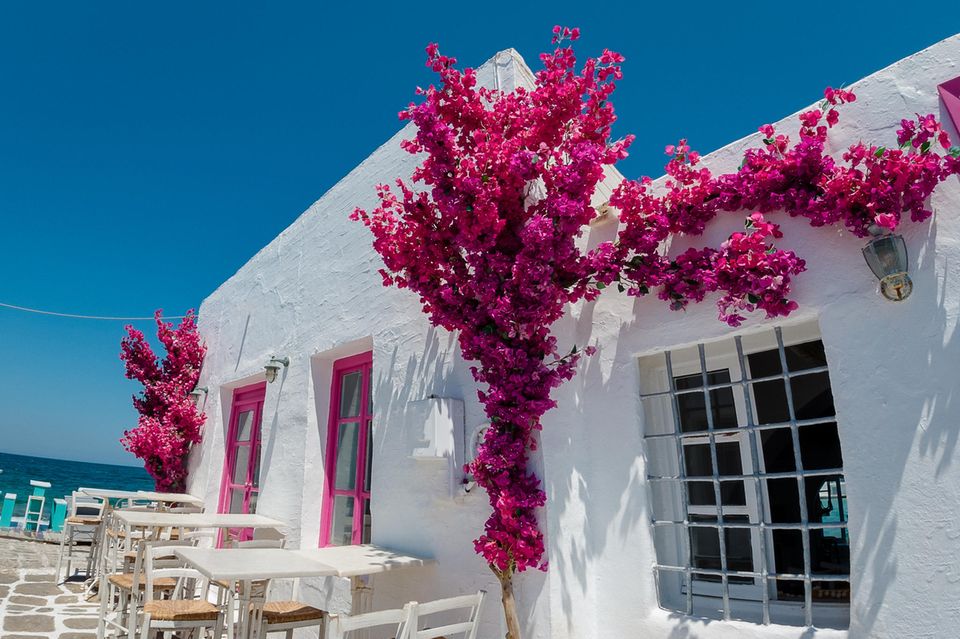 Reisen im Frühling: ein weißes griechisches Haus mit pinken Blumen und Fenstern