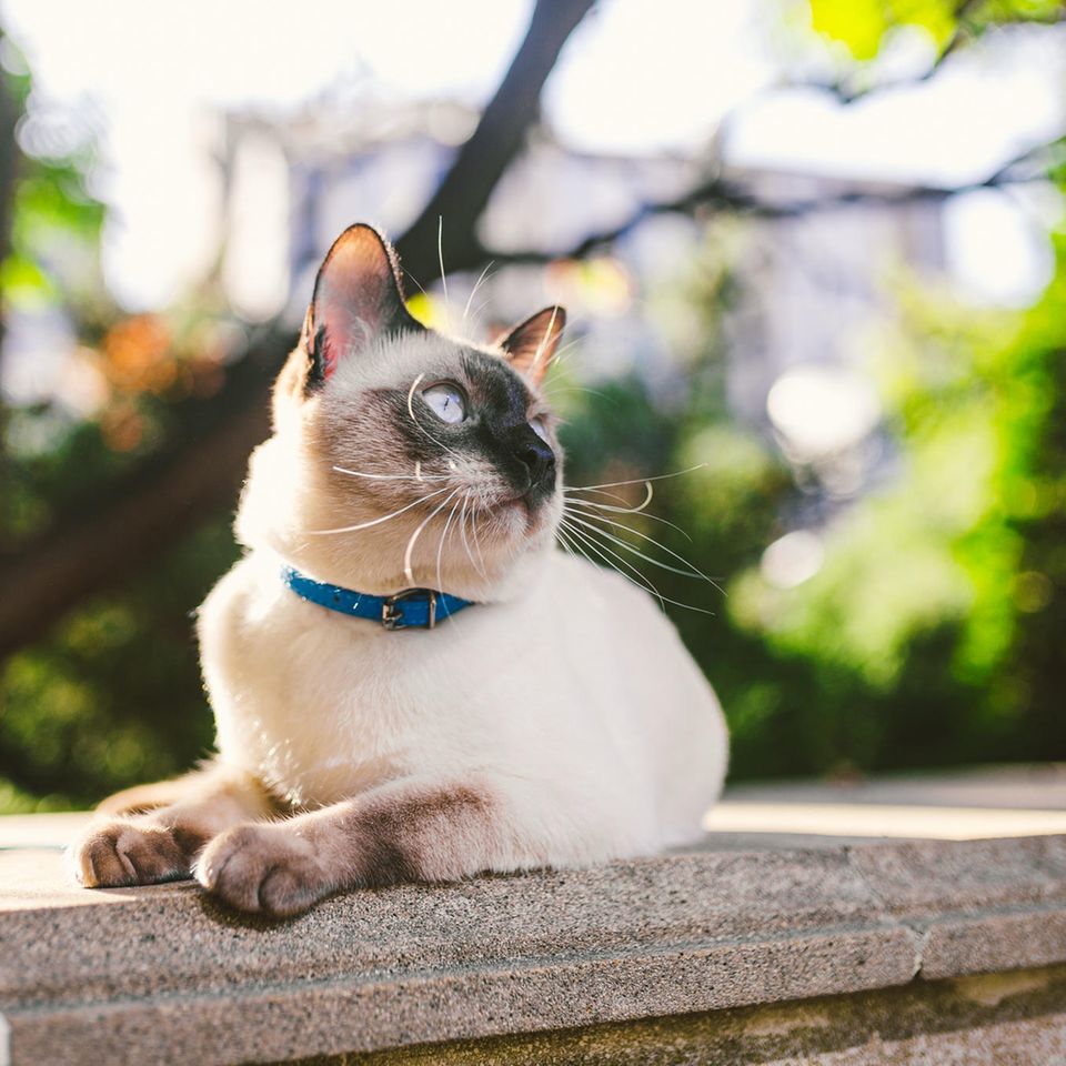Katze verletzt sich schwer: Kann ein Halsband wirklich so gefährlich sein?