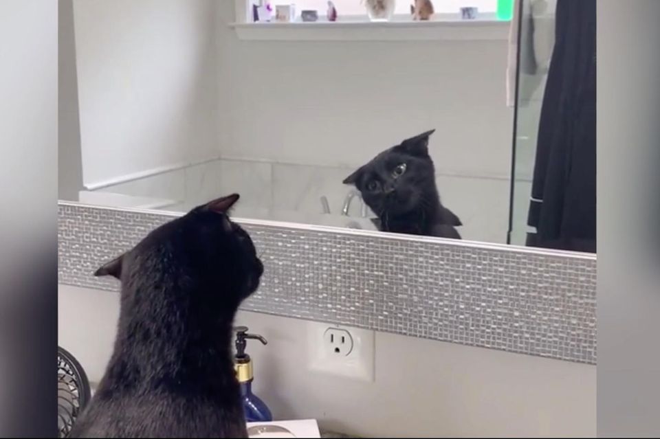 Katze sieht sich im Spiegel