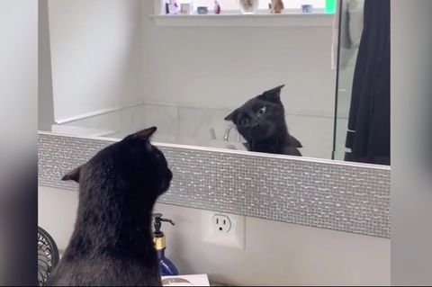 Katze sieht sich im Spiegel