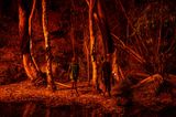 World Press Photo 2022: Aboriginies im Wald vor Feuer