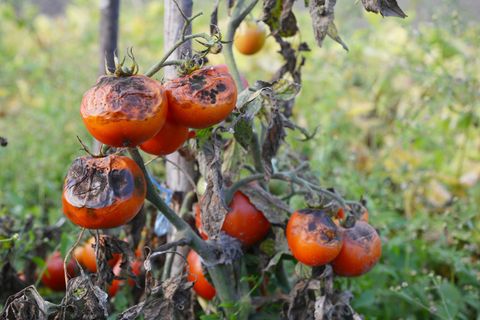 Braunfäule: Was gegen die Tomatenkrankheit hilft