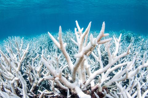 Korallenbleiche im Pazifik