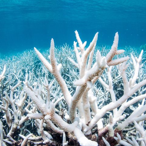 Korallenbleiche im Pazifik