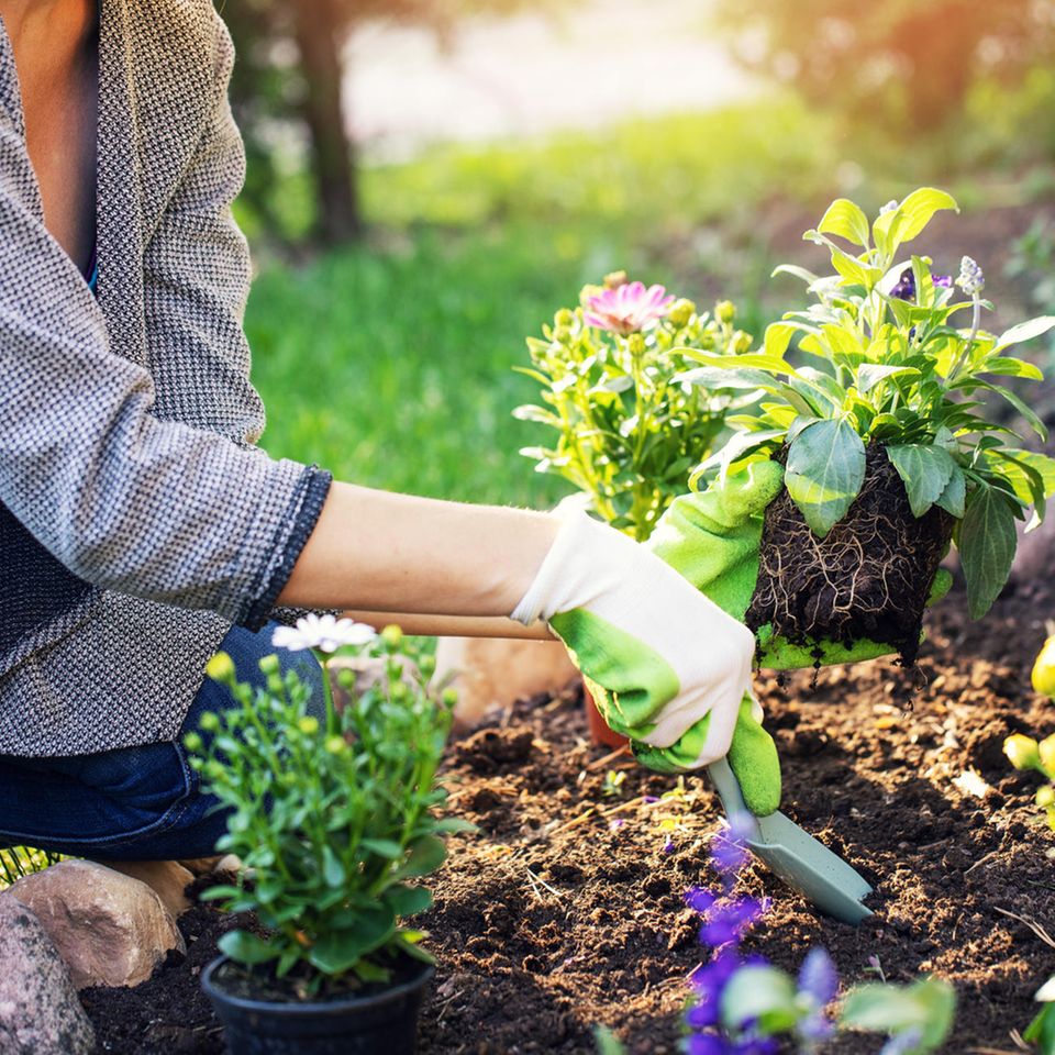Wir klären auf: Frau pflanzt Blumen im Garten ein