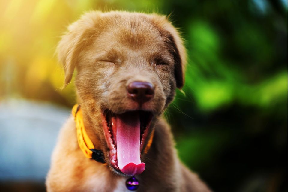 Hundewelpe gähnt: Warum Hunde gähnen – und Müdigkeit oft nicht der Grund ist
